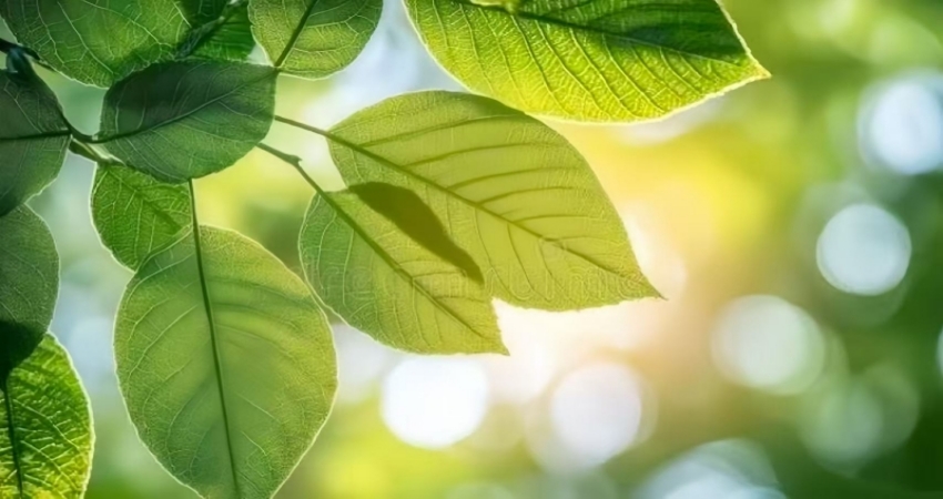 Air & Gas Purification
